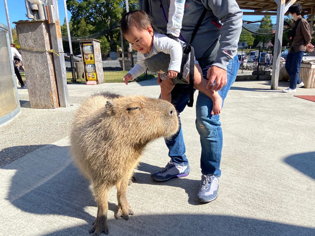 阿蘇ファームランド　ふれあい動物王国
