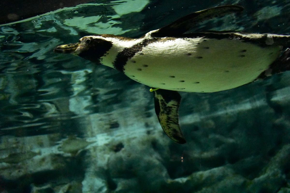 琉球ガラス村→DMMかりゆし水族館