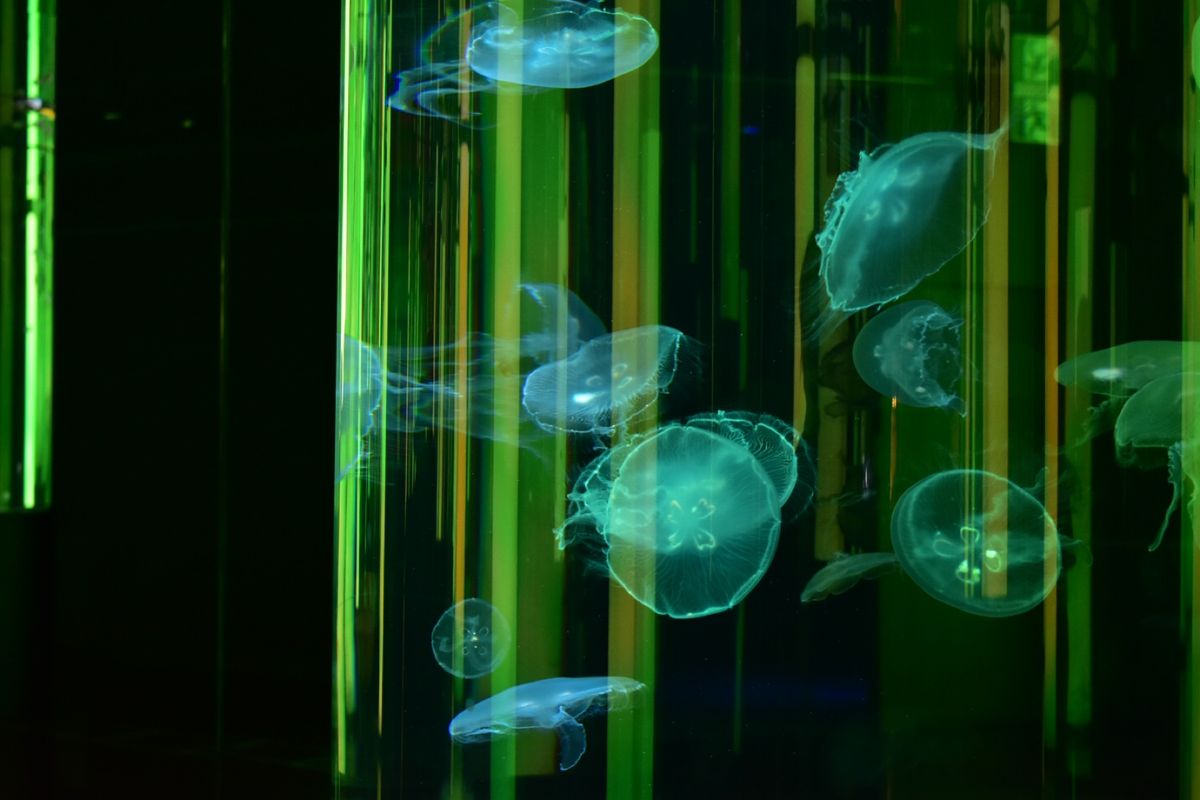 琉球ガラス村→DMMかりゆし水族館