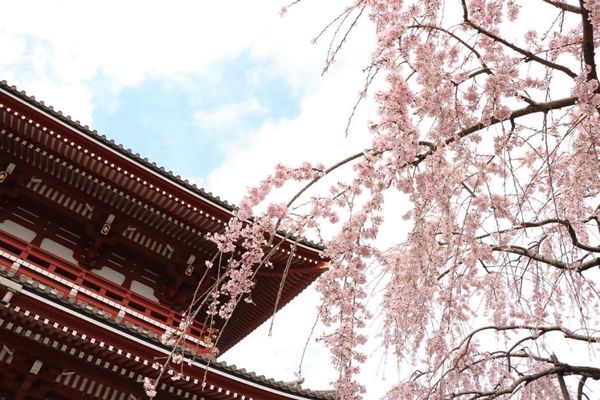 日本・東京都「浅草お花見」の写真