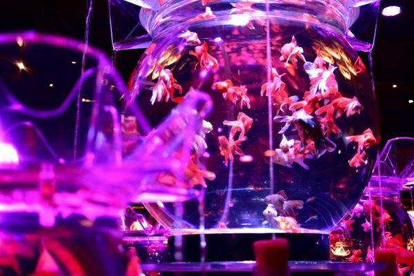 日本・東京都「日本橋アートアクアリウム」の写真