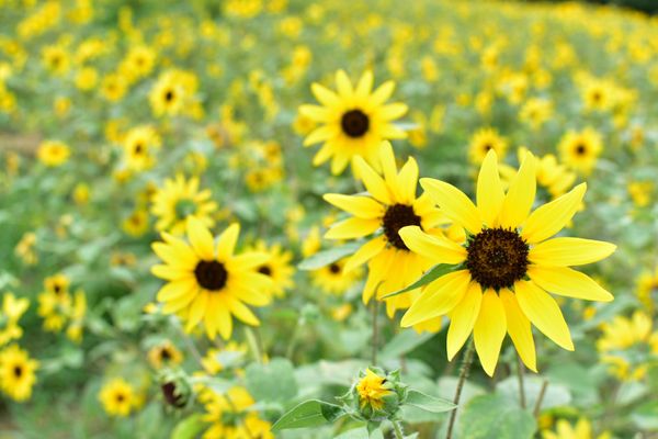 日本・東京都「昭和記念公園　ひまわり🌻」の写真