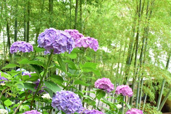 日本・神奈川県「鎌倉　紫陽花」の写真