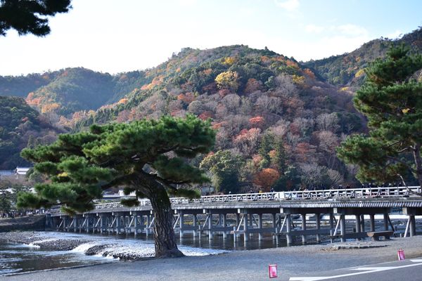 日本・京都府「京都旅行」の写真：渡月橋
嵐山
東寺
