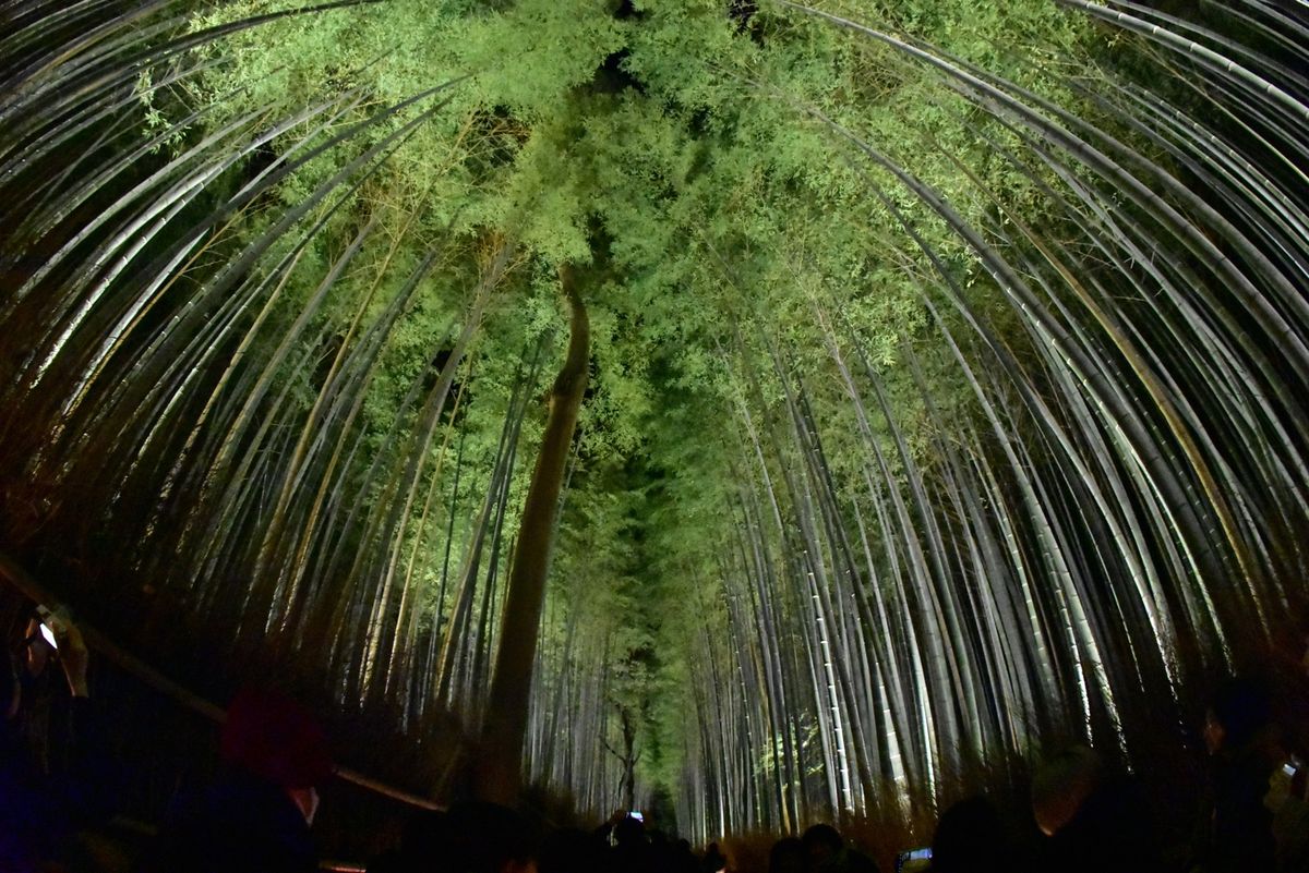 天龍寺
渡月橋
着物フォレスト
竹林の小径