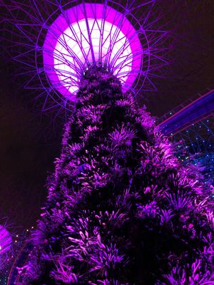 Gardens　By　The　Bay
ライトアップ