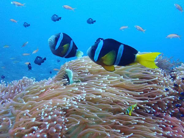 日本・東京都「伊豆大島ダイビング」の写真