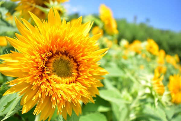 日本・茨城県「ひまわり弾丸ドライブ🌻」の写真