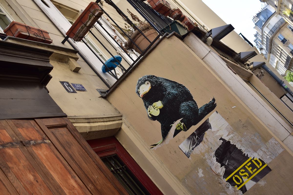 マレ地区　ニフラーを探して