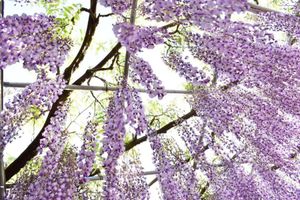 紫藤の花
