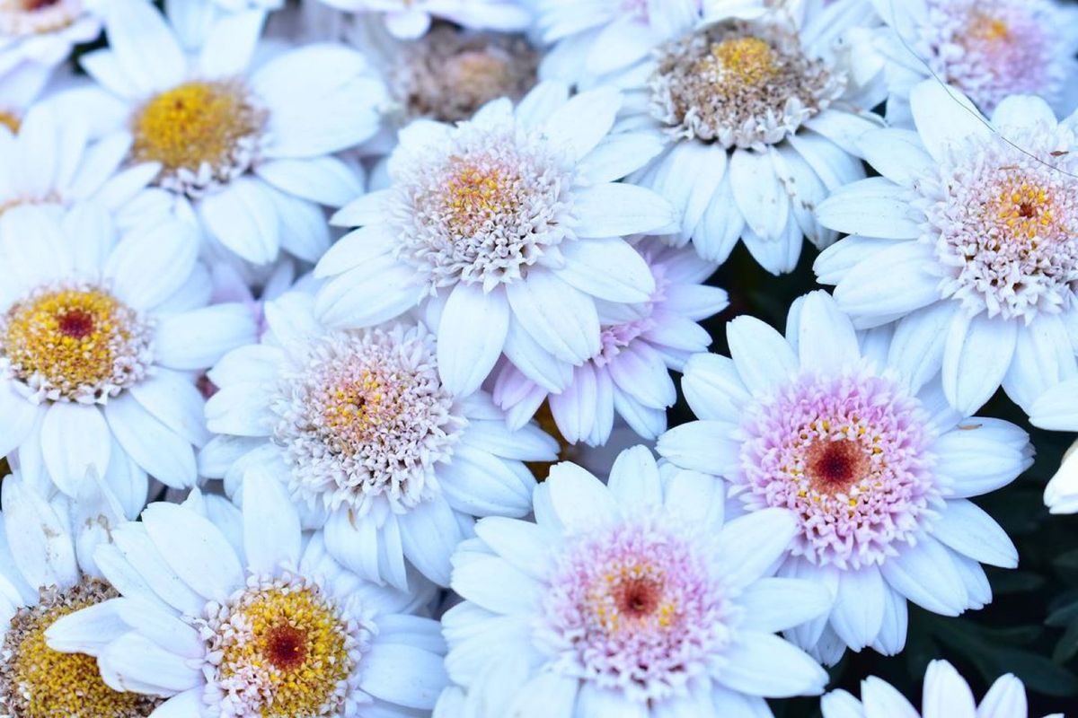 カラフルなお花たち