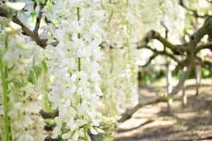 白藤の花