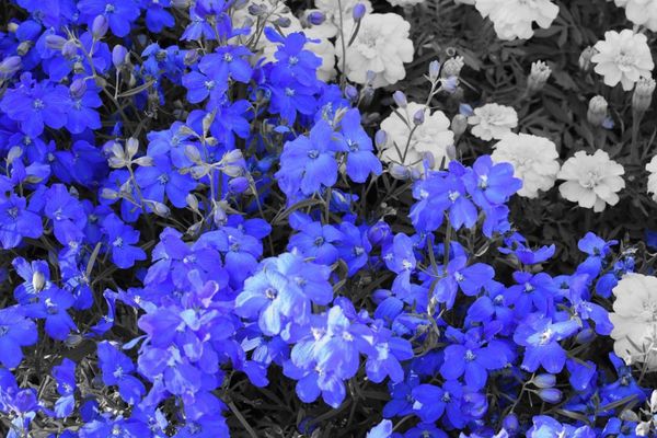 日本・栃木県「あしかがフラワーパーク」の写真：モノクロの中の色