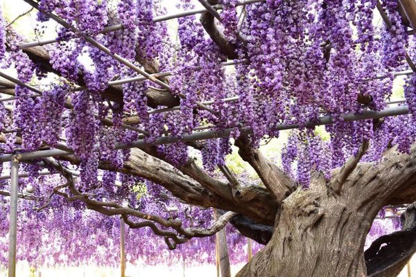 日本・栃木県「あしかがフラワーパーク」の写真：紫藤の花