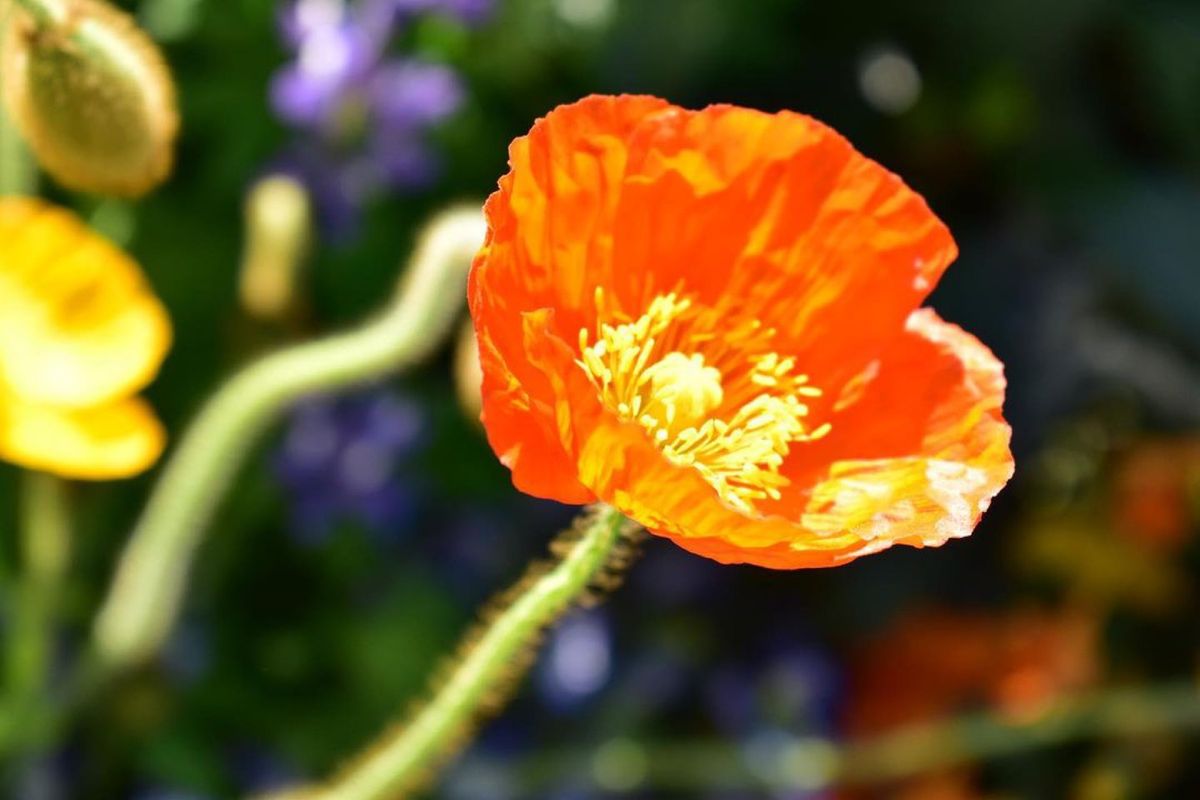 カラフルなお花たち