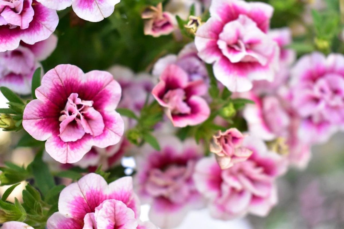 カラフルなお花たち