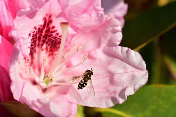 日本・栃木県「あしかがフラワーパーク」の写真：カラフルなお花たち