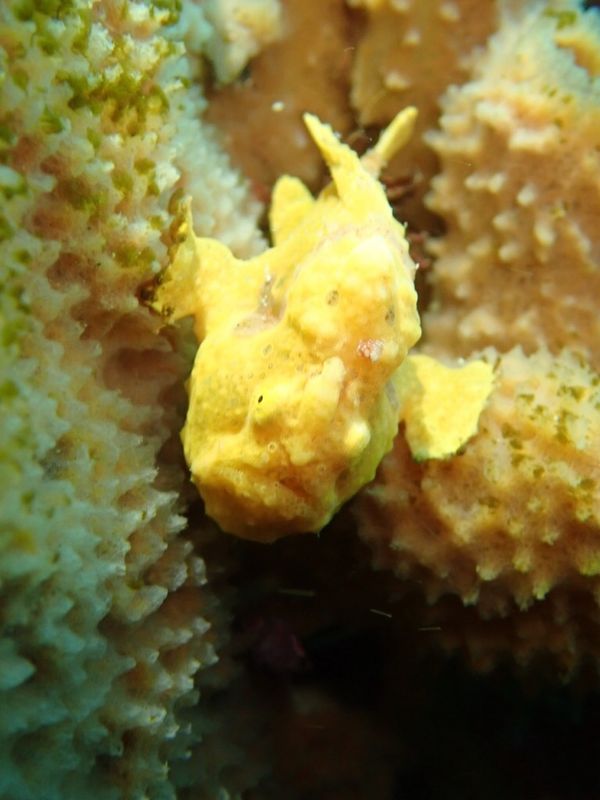 日本・伊豆「伊豆ダイビング」の写真：ダイビング