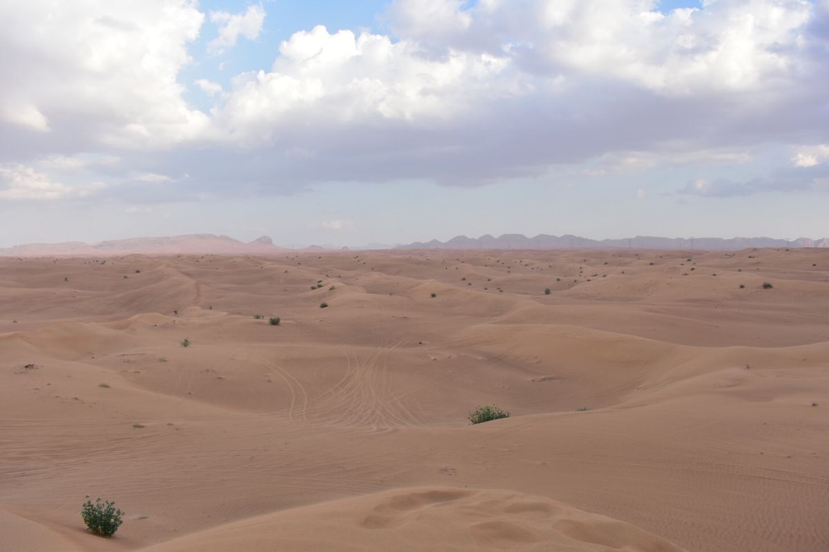 デザートサファリ