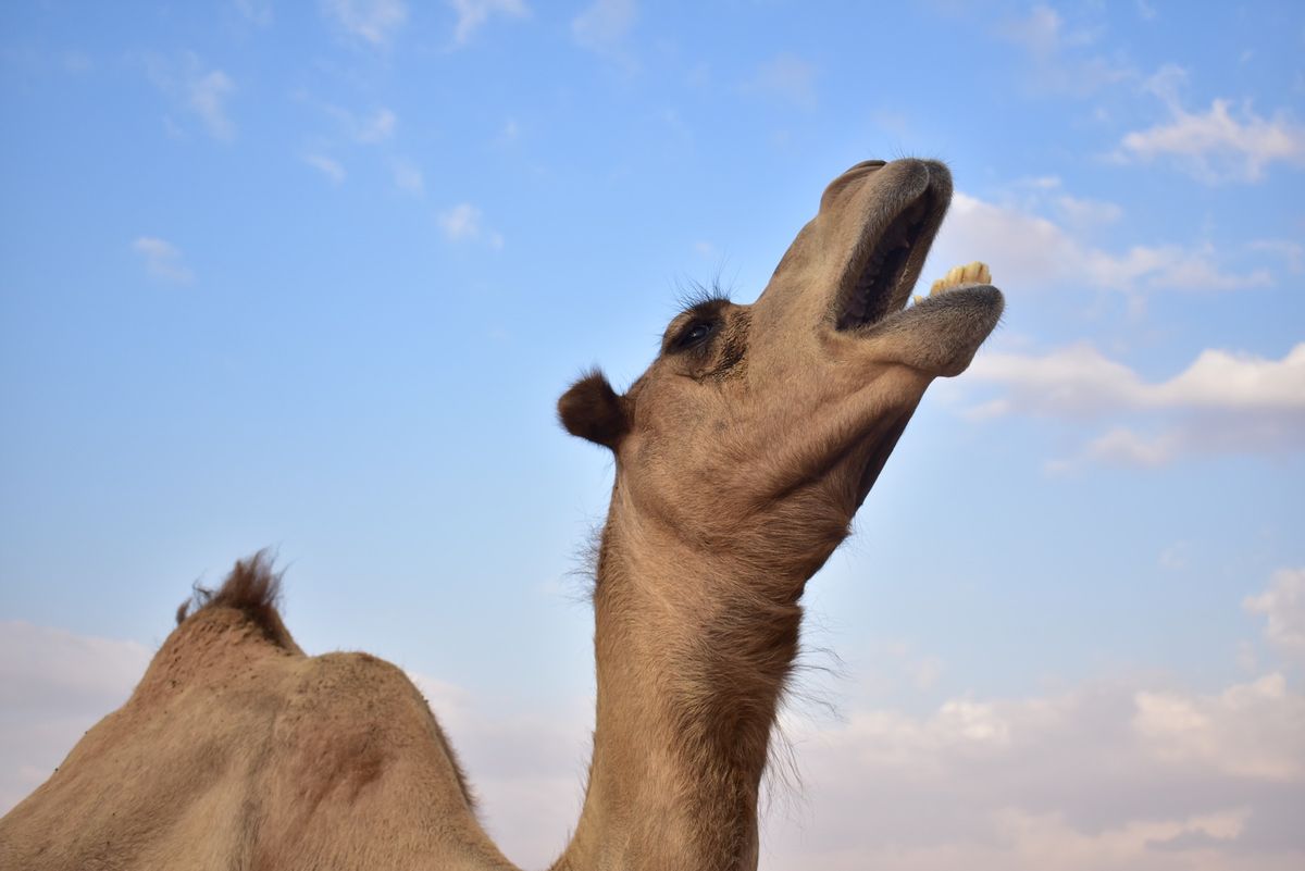 デザートサファリ