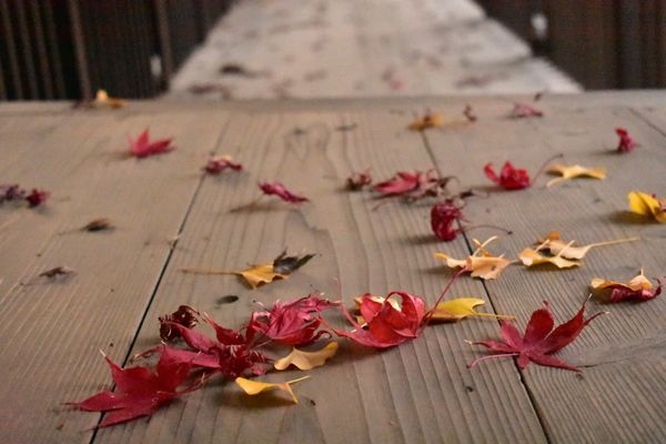 日本・千葉県「松戸紅葉狩り」の写真
