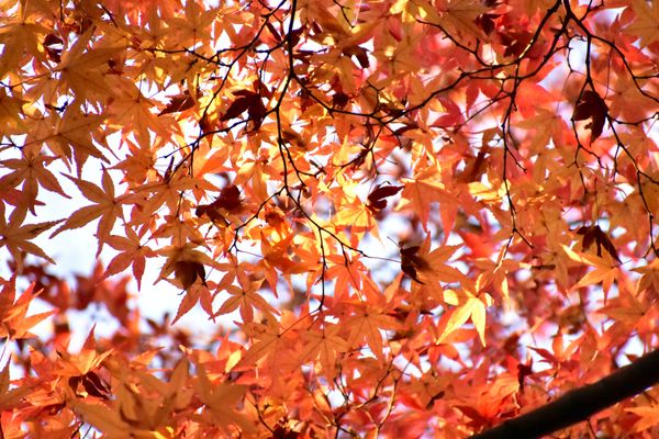 日本・千葉県「松戸紅葉狩り」の写真