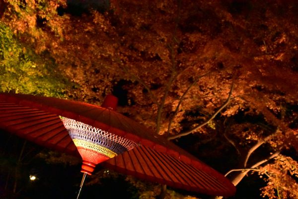 日本・東京都「六義園紅葉狩り」の写真