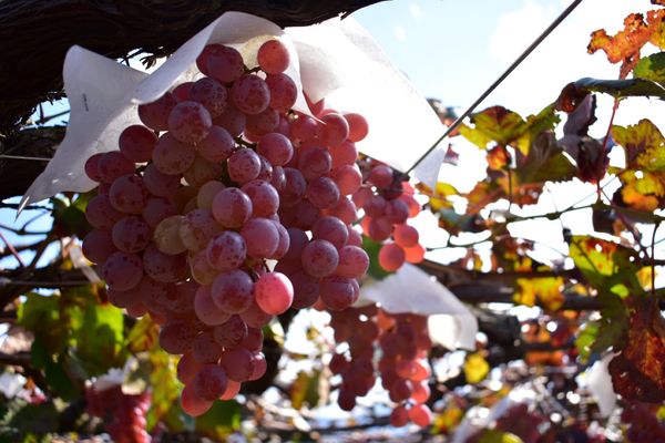 日本・山梨県「山梨ぶどう狩り」の写真