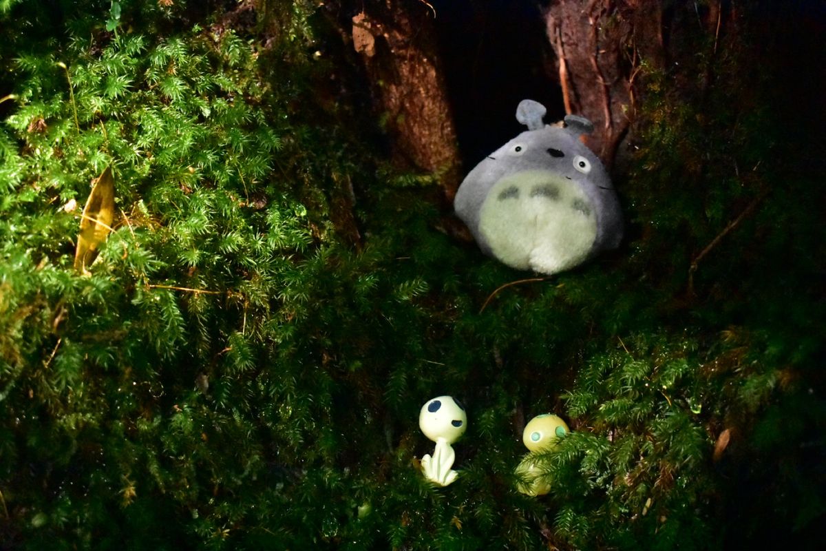 白谷雲水峡、トトロのいる森