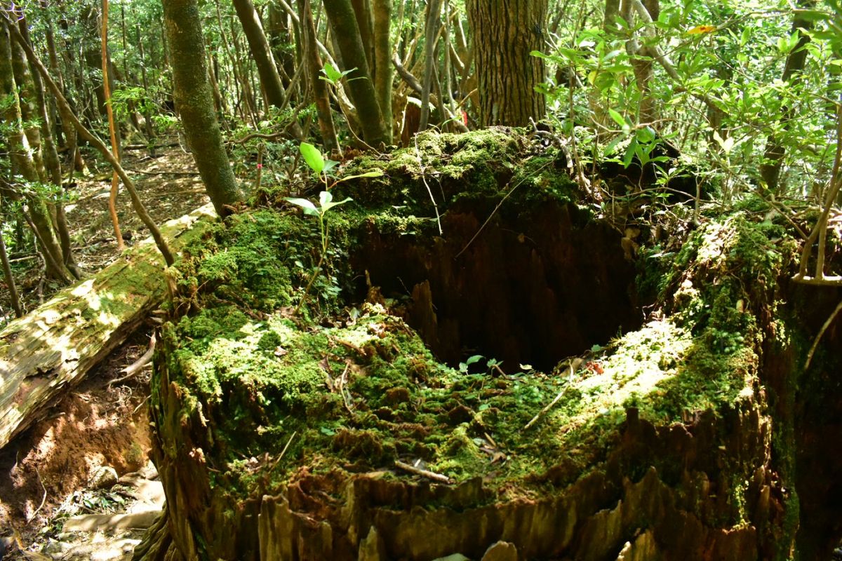 縄文杉への道のり、大王杉