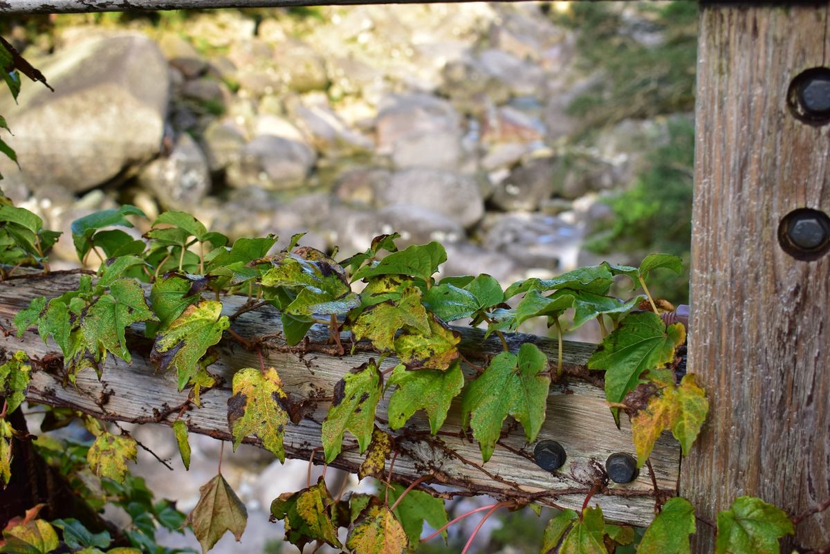 縄文杉への道のり