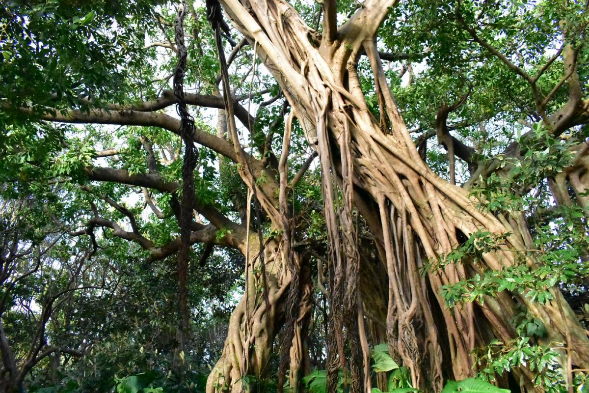 屋久島ドライブ
