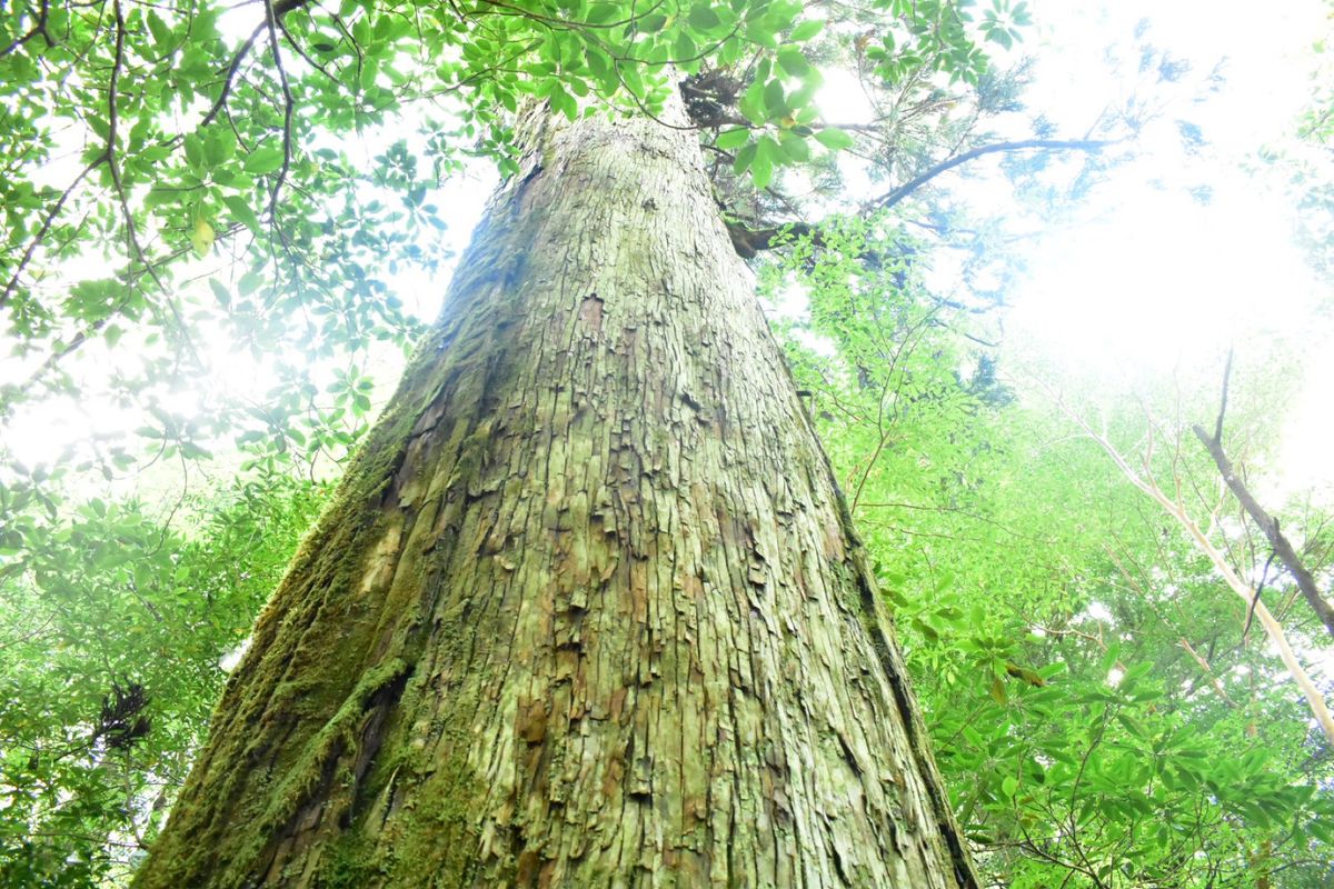 縄文杉への道のり、ウィルソン株
