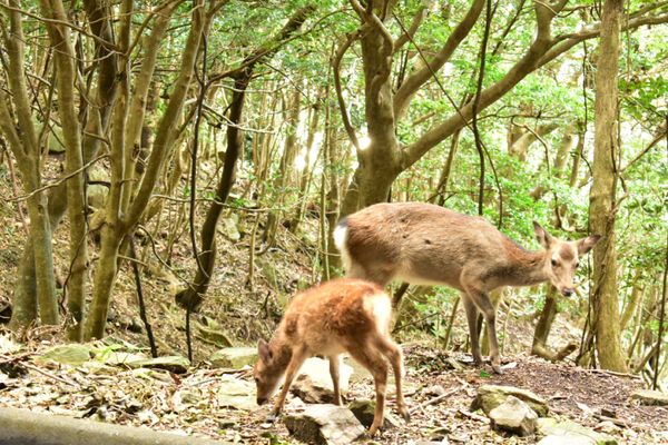 日本・鹿児島県「屋久島旅行」の写真：屋久島ドライブ