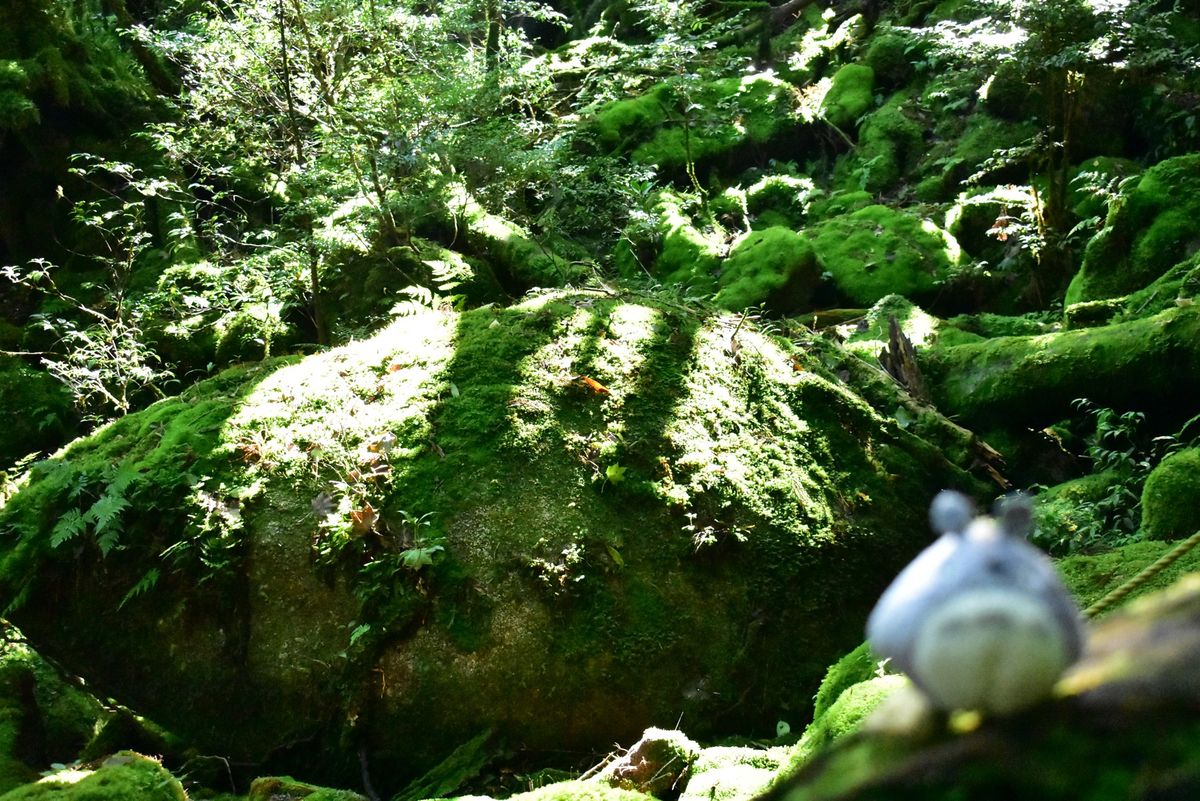 白谷雲水峡、トトロのいる森