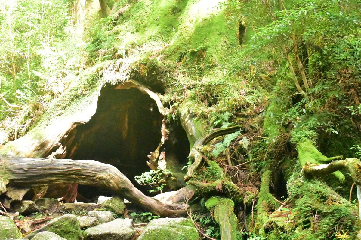 縄文杉への道のり、ウィルソン株