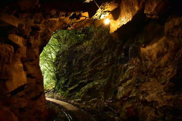 日本・鹿児島県「屋久島旅行」の写真：縄文杉への道のり