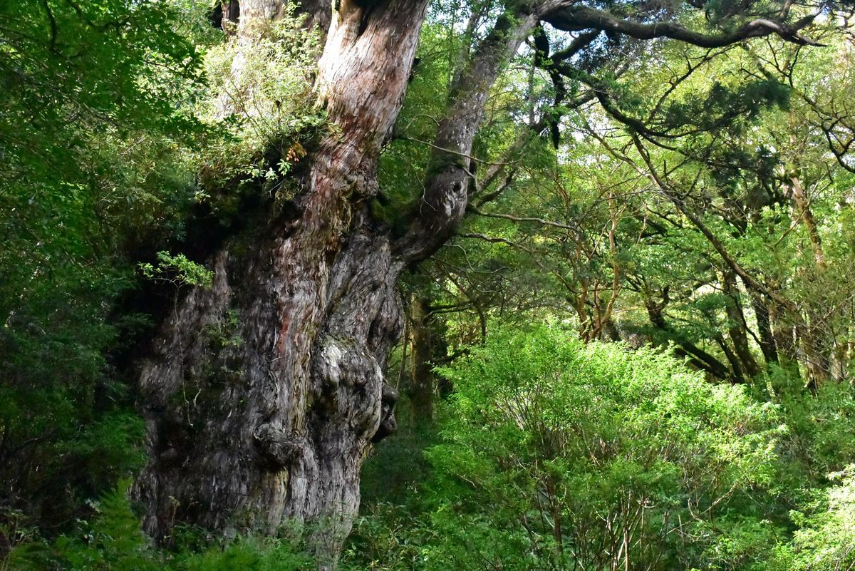 縄文杉への道のり、大王杉