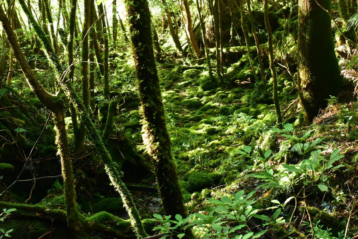 縄文杉への道のり