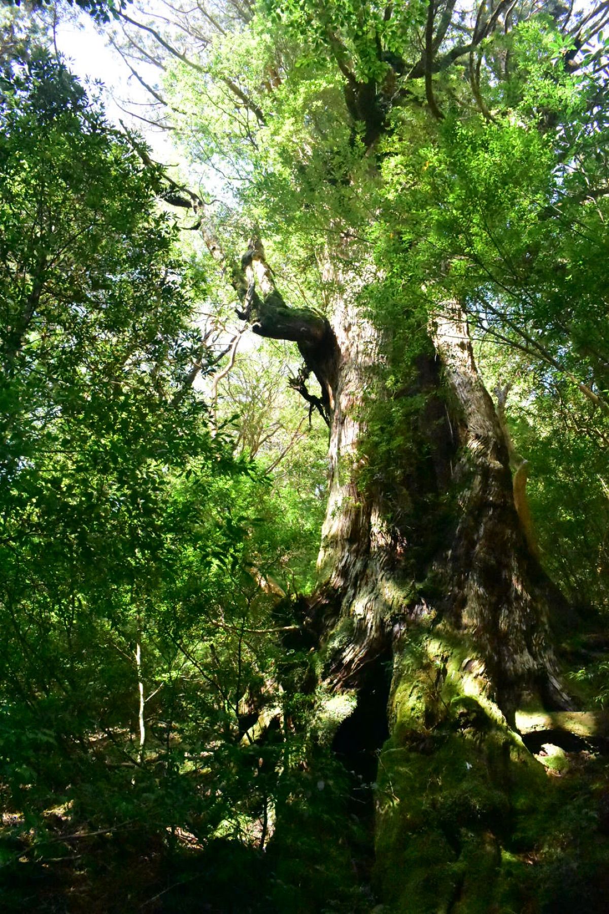 縄文杉への道のり、大王杉