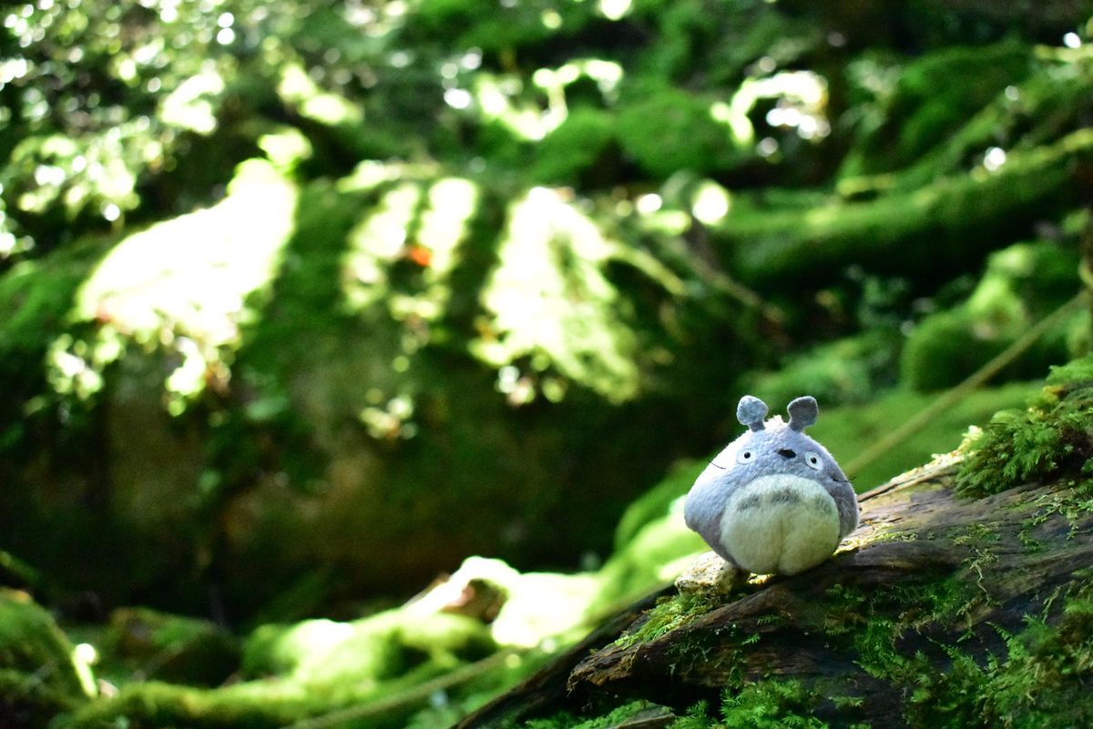白谷雲水峡、トトロのいる森