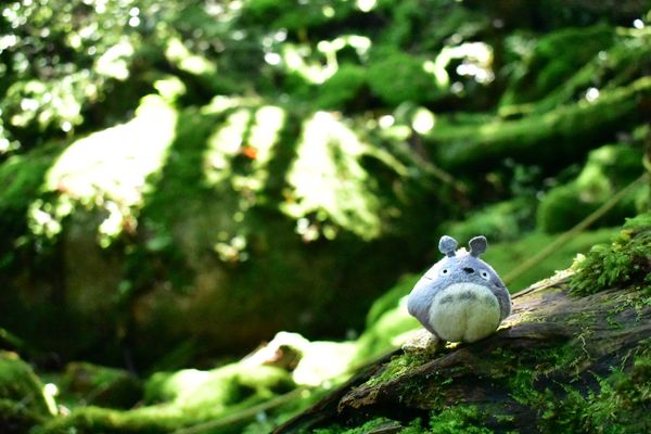 日本・鹿児島県「屋久島旅行」の写真：白谷雲水峡、トトロのいる森