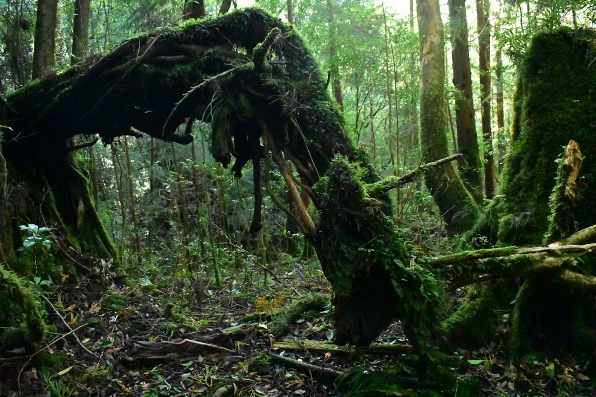 縄文杉への道のり