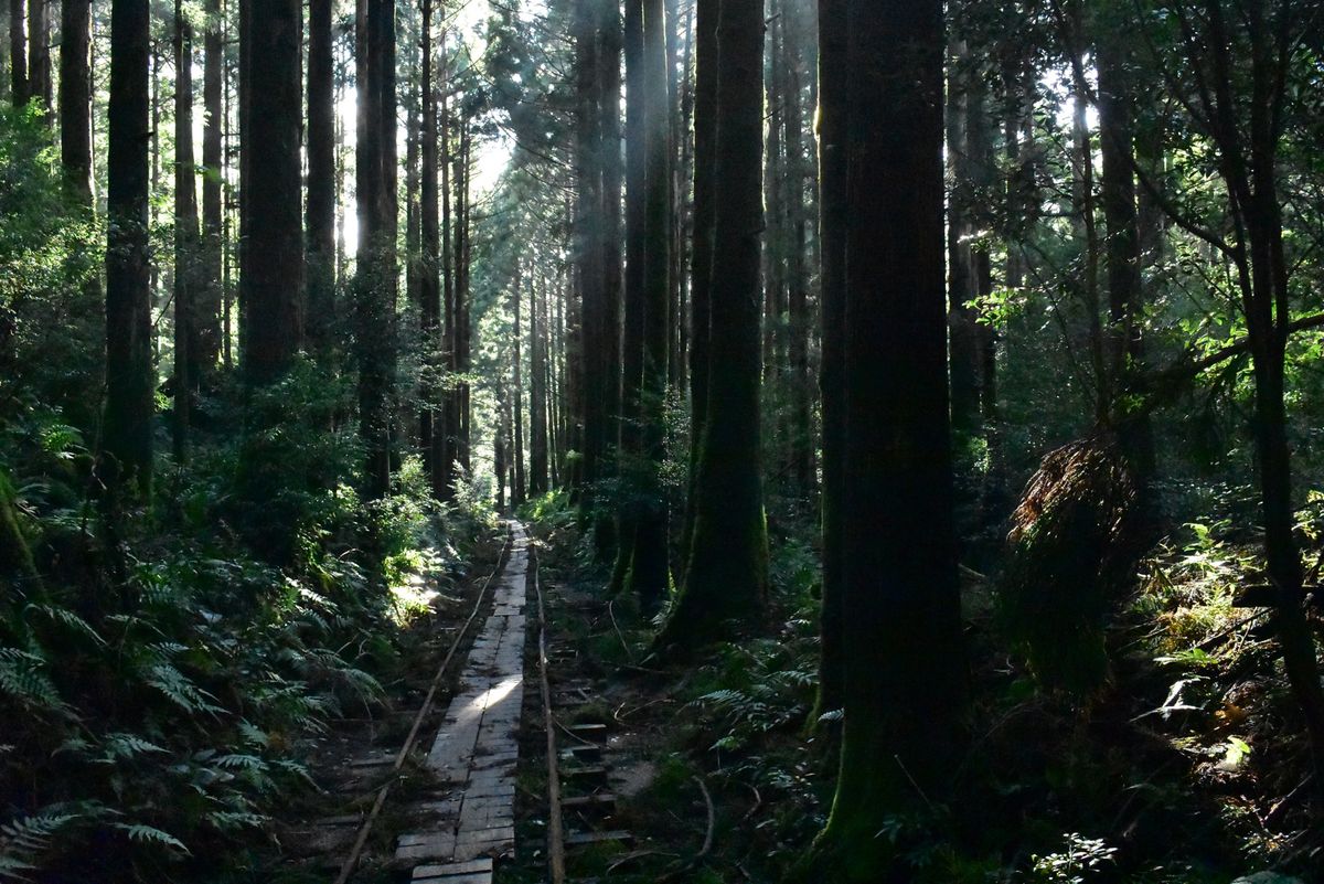 縄文杉への道のり、ウィルソン株