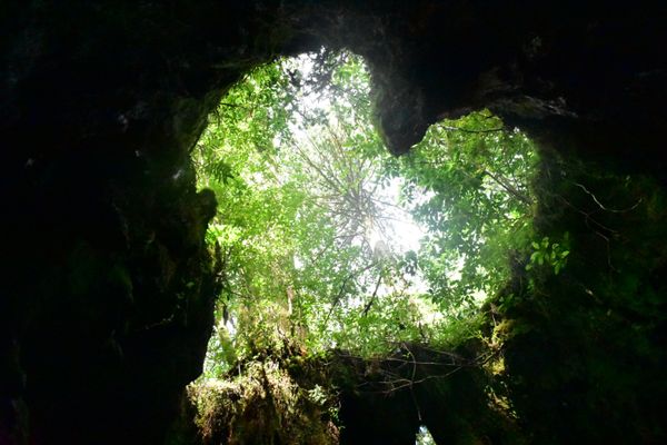 日本・鹿児島県「屋久島旅行」の写真：縄文杉への道のり、ウィルソン株