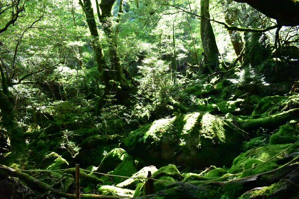日本・鹿児島県「屋久島旅行」の写真：白谷雲水峡