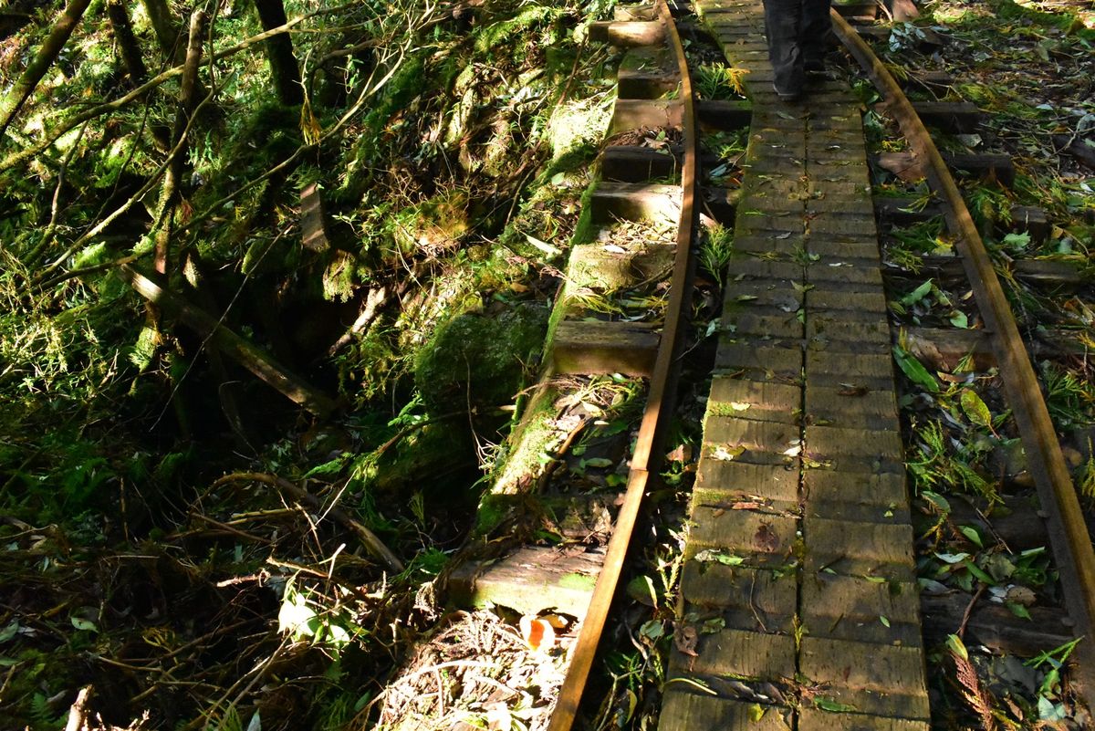 縄文杉への道のり