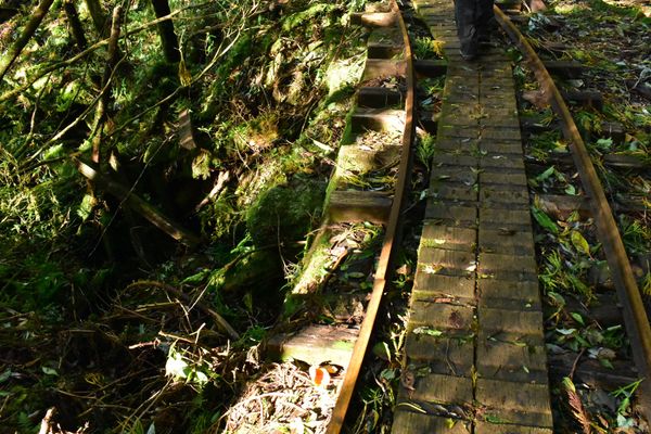 日本・鹿児島県「屋久島旅行」の写真：縄文杉への道のり
