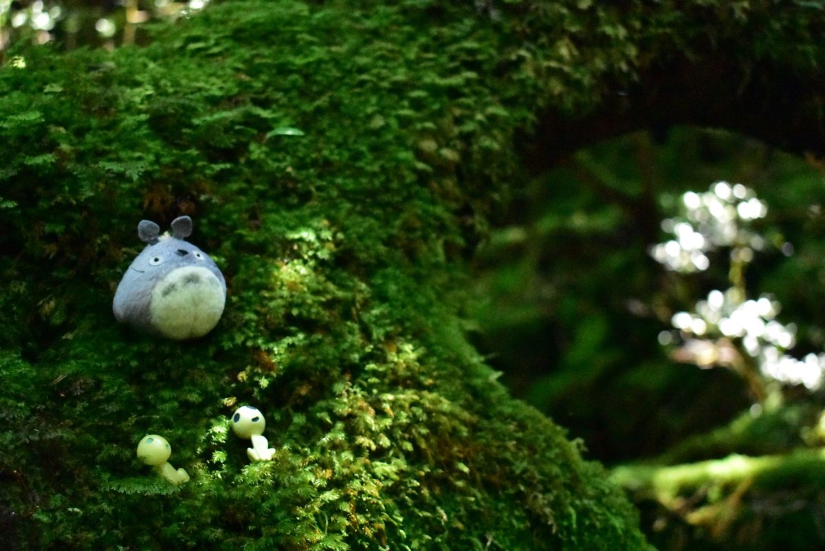 白谷雲水峡、トトロのいる森