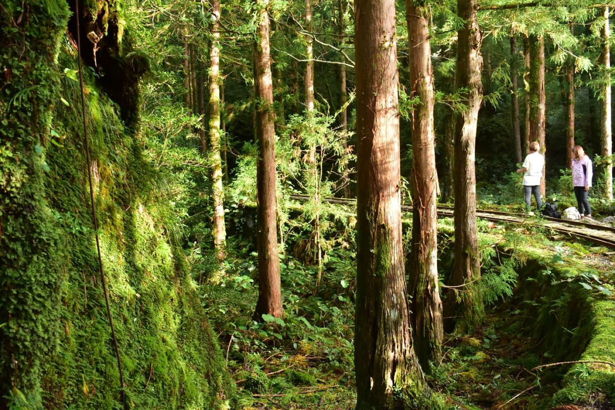 縄文杉への道のり